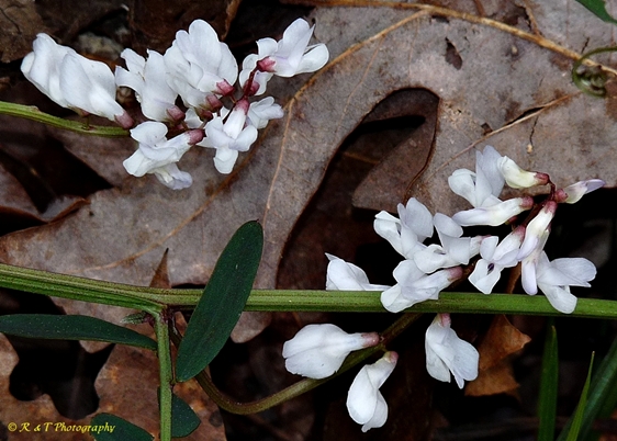 {Vicia caroliniana}